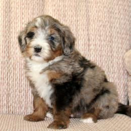Boone-BLUE EYE - Blue merle male Bernedoodle puppy in Apple Creek, Ohio from Cuddle Paws
