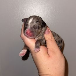 Belle - Blue merle female Miniature Australian Shepherd puppy in Liberty, Mississippi from Liberty Oaks Aussies and Dachshunds