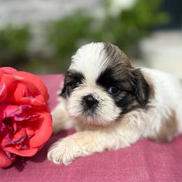 Rose - Tricolor female Shih Tzu puppy in Weeki Wachee, Florida from Svitlana Geist