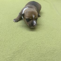 Angelica - White and fawn female Portuguese Podengo Pequeno puppy in Dartmouth, Massachusetts from A-Lines Portuguese Podengo Pequenos