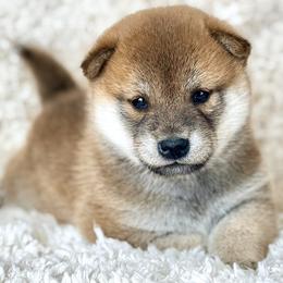 Rita - Red female Shiba Inu puppy in Trenton, Nebraska from Prairie Shibas