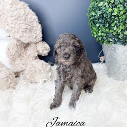 Jamaica - Merle female Goldendoodle puppy in from Pink Poodles and Doodles