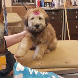 Soft Coated Wheaten Terrier Puppies from Wagging Wheatens