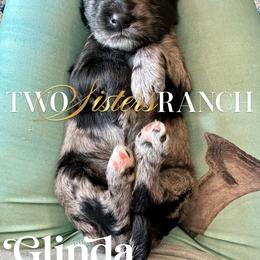 Glinda - female Newfypoo puppy in Jackson, Missouri from Two Sisters Ranch, LLC