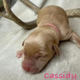 Cassidy - Yellow female Labrador Retriever puppy in Grants Pass, Oregon from KnR Antler Dogs ~ Labrador Retrievers & Corgis