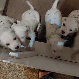 Dalmatian Puppies from Rock Valley Dals
