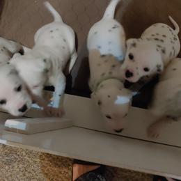 Dalmatian Puppies from Rock Valley Dals
