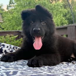 Purple - Black female German Shepherd puppy in Tennessee from Chattanooga Tn German Shepherds