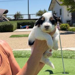 Boone - Tri-color male Bernedoodle puppy in Yuba City, California from Ranch House Doodles