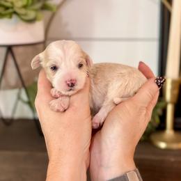 Opal- pink collar - Yellow and white female Bernedoodle puppy in Salt Lake County, Utah from Coco Avenue Pups
