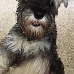 Miniature Schnauzer Puppies from Crown Point Miniature Schnauzers
