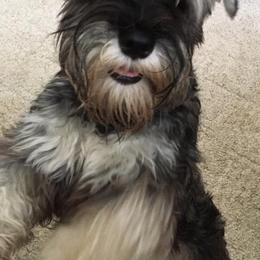 Miniature Schnauzer Puppies from Crown Point Miniature Schnauzers