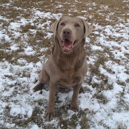 Silvia - Dilute Retriever puppy from GT Labradors