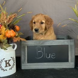 Golden Retriever Puppies from KP Golden Retrievers