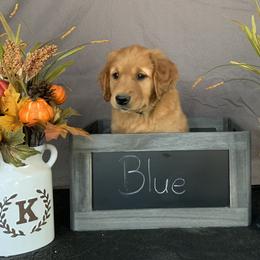 Golden Retriever Puppies from KP Golden Retrievers