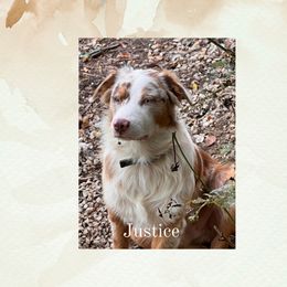 Justice - Australian Shepherd