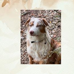 Justice - Australian Shepherd