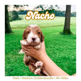 NACHO - Red  male Goldendoodle puppy in Brookville, Pennsylvania from Woodland Mountain Doodles