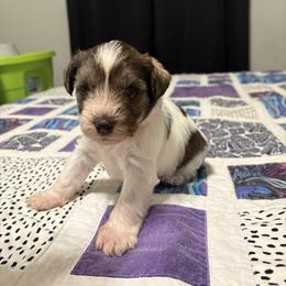 Boy 1 - Parti male Miniature Schnauzer puppy in Dunlap, Tennessee from Beards of Glory