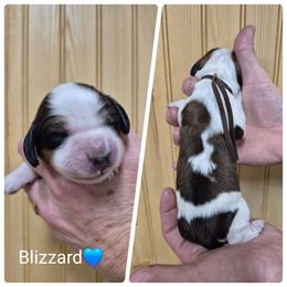 Blizzard - Liver white and tan male English Springer Spaniel puppy in Freeland, Michigan from McNally's Springer Spaniels