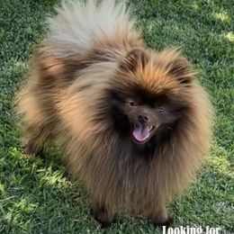 Pomeranian puppies from Exotic_fresita_poms