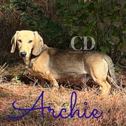 Archie - Dachshund