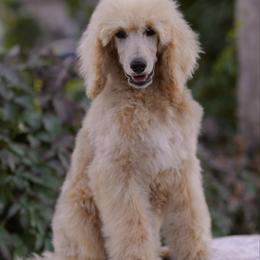 BBQ - Apricot male Poodle puppy in Orem, Utah from First Class Poodles