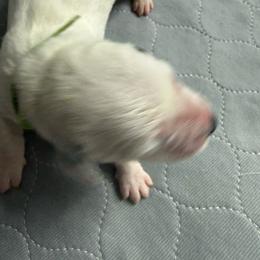 Clarabelle - White and black female Dalmatian puppy in San Antonio, Texas from Salermo’s farm
