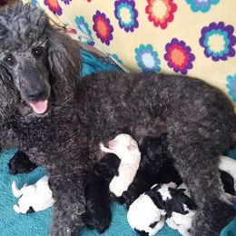 Poodles from Kelly's Poodles