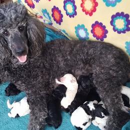 Poodles from Kelly's Poodles