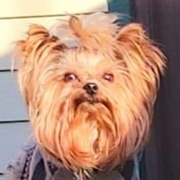 Georgie - Yorkshire Terrier