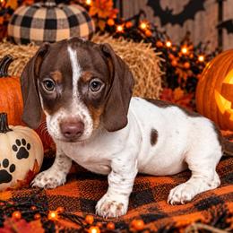 Astro - Chocolate and tan male Dachshund puppy in Joshua Tree, California from Desert Dreams Ranch