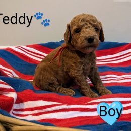 Teddy - male Whoodle puppy in Layton, Utah from Penny's Puppies