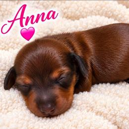 Anna - Chocolate female Dachshund puppy in Vacaville, California from SchmooterBabies