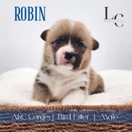 Robin - Red male Pembroke Welsh Corgi puppy in Pine Village, Indiana from NL Horsemanship