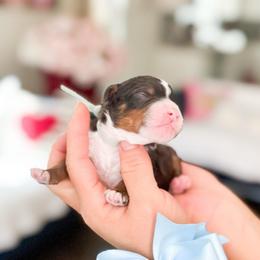 Mario-SuperMario - Merle male Bernedoodle puppy in Ontario, California from Teddy Doodles & Standard Poodles
