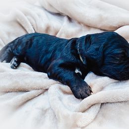 Goldendoodle Puppies from Peachy Doodles