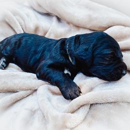 Goldendoodle Puppies from Peachy Doodles