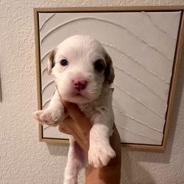 Loui - Blenheim male Cavapoo puppy in Sacramento County, California from Sac-Town Poodles and Doodles