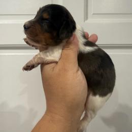 Patty - Dapple male Dachshund puppy in Fort Myers, Florida from Lady Margery’s Dachshunds