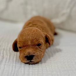 Muffin - Red female Cavapoo puppy in La Vernia, Texas from Texas Teddy Bears