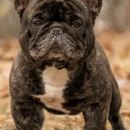 French Bulldogs from Elel’s French Bulldogs