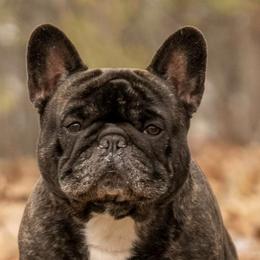 French Bulldogs from Elel’s French Bulldogs