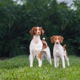 Brittany Puppies from Lakeview Brittanys