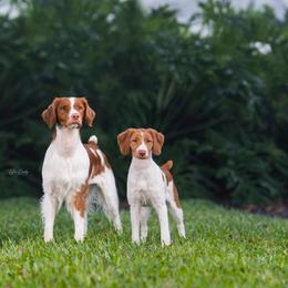 Brittany Puppies from Lakeview Brittanys