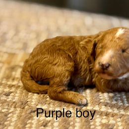 Purple collar boy - Red  male Goldendoodle puppy in Vian, Oklahoma from Dog Days Doodles