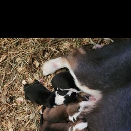 Female 2 - White and black female Pembroke Welsh Corgi puppy in Mouth Of Wilson, Virginia from Holly Ridge Aussies, Aussiedoodles & Corgis