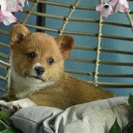 Boy 2 - Fawn Pembroke Welsh Corgi puppy in Gig Harbor, Washington from Pacific Northwest Pembroke Welsh Corgis