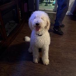 Andora - Parti female Goldendoodle puppy in Hendersonville, Tennessee from Zona’s Teddybear GoldenDoodles