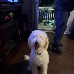Andora - Parti female Goldendoodle puppy in Hendersonville, Tennessee from Zona’s Teddybear GoldenDoodles